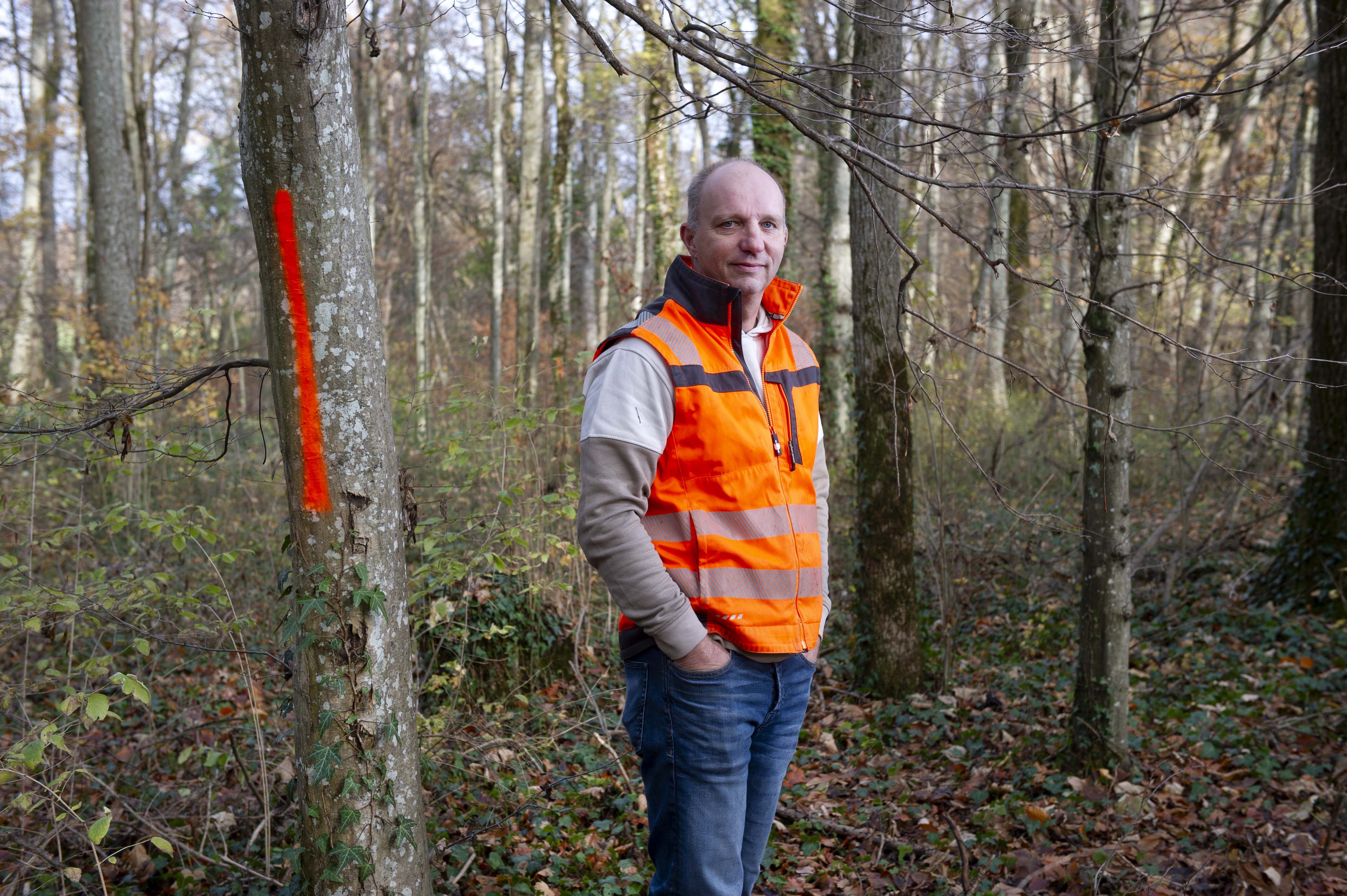 La forêt sera reconstituée, plus forte